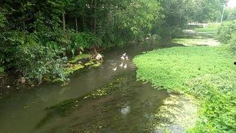 河 在线观看,探寻生命之源的壮丽画卷  第1张